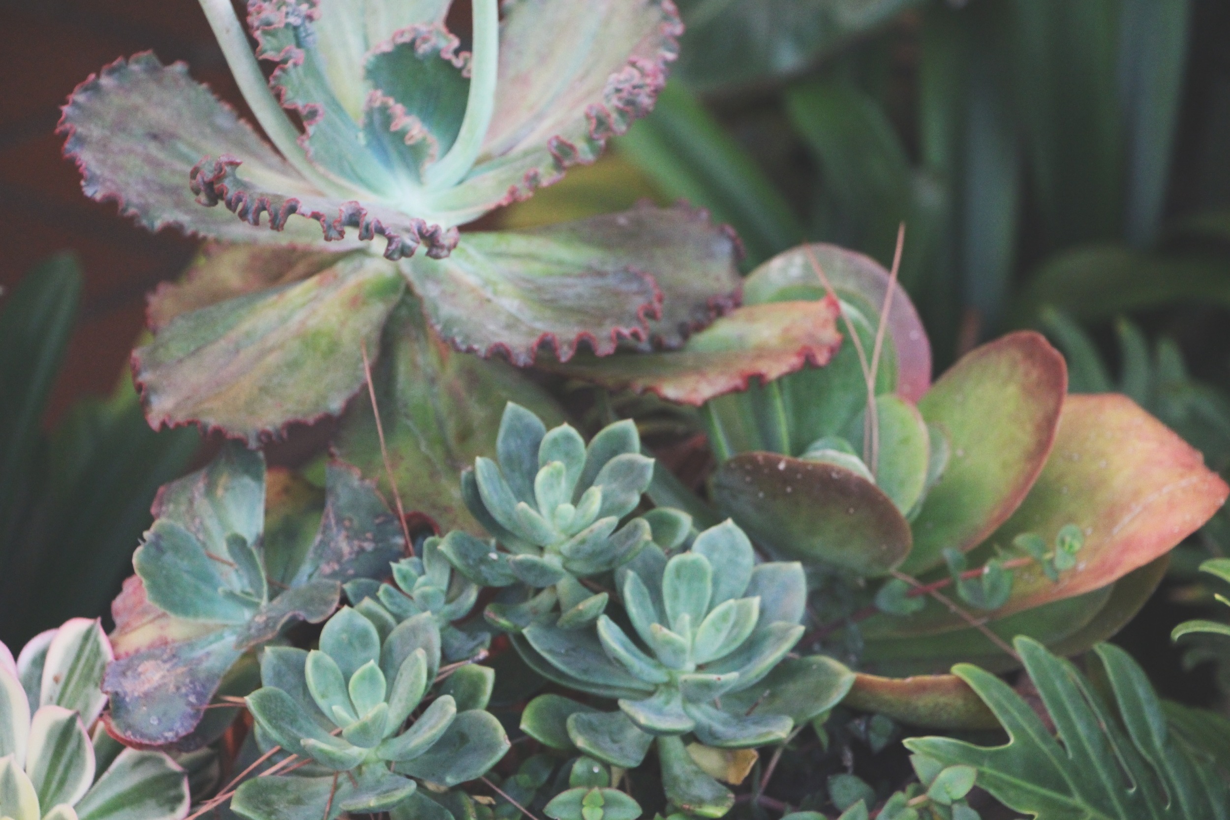 Cacti and Succulents in Old Town, CA via Needles + Leaves
